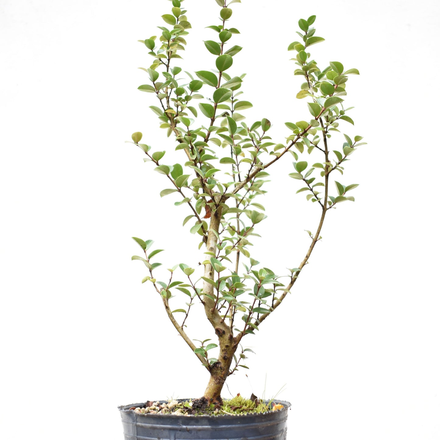 ARRAYAN (Luma Apiculata)