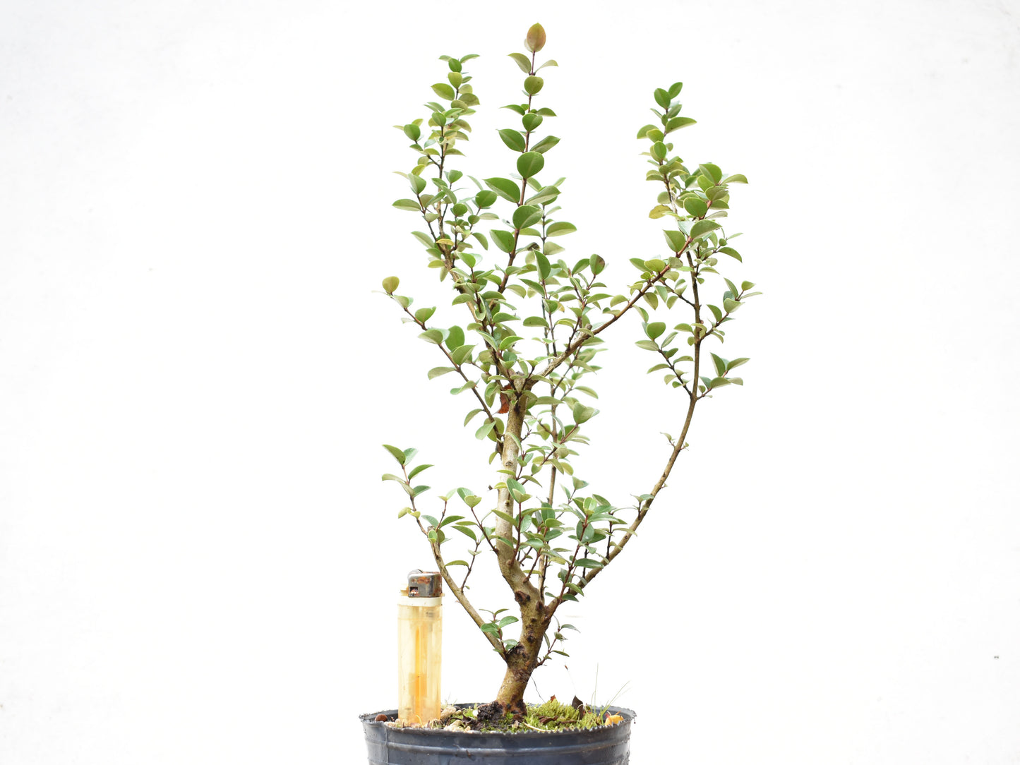 ARRAYAN (Luma Apiculata)