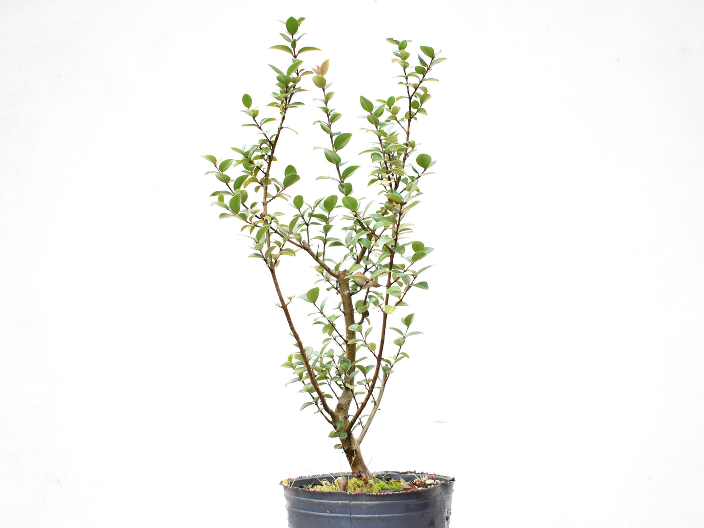 ARRAYAN (Luma Apiculata)