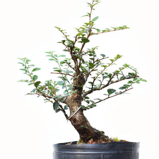 AZARA MICROPHYLLA