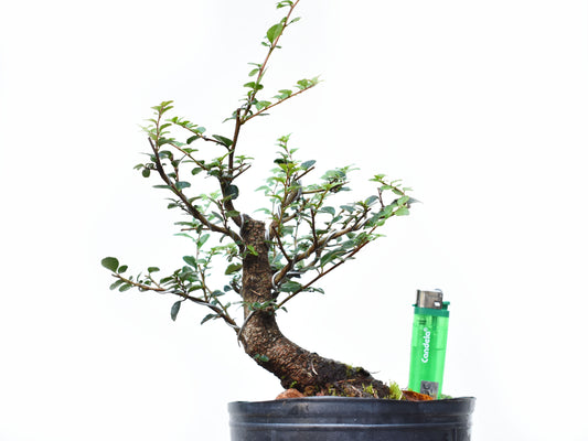 AZARA MICROPHYLLA