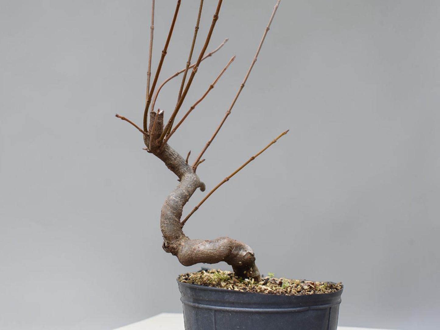 KAEDE (Arce Buergerianum)