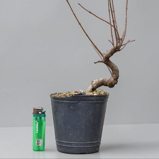 KAEDE (Arce Buergerianum)