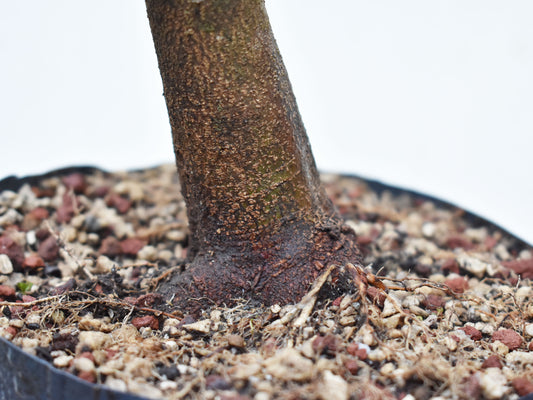 ACER TRIDENTADO Acer Buergerianum)