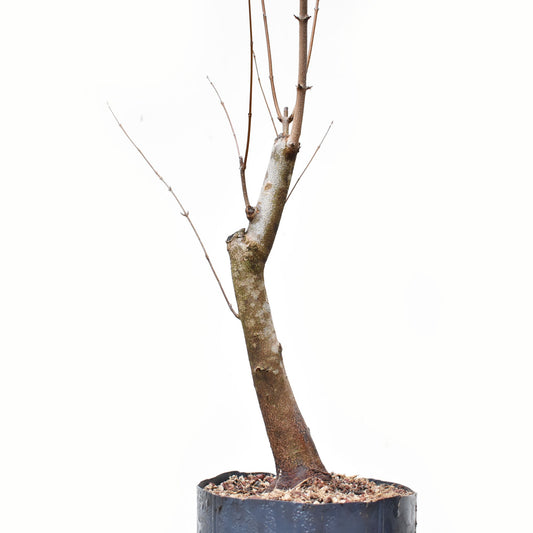 ACER TRIDENTADO Acer Buergerianum)