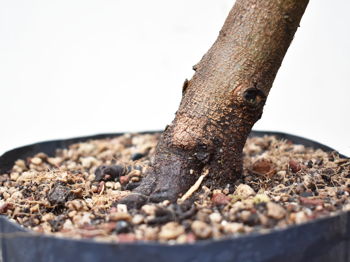 ACER TRIDENTADO Acer Buergerianum)