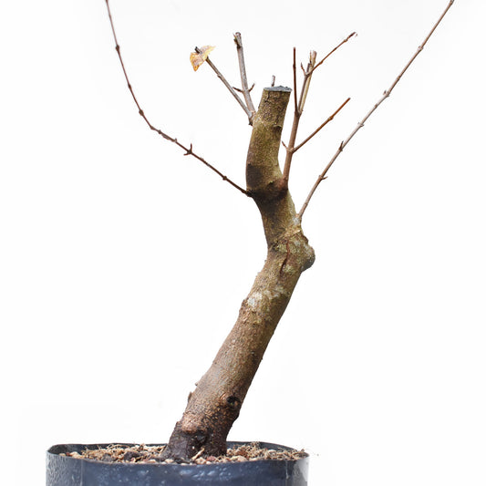 ACER TRIDENTADO Acer Buergerianum)