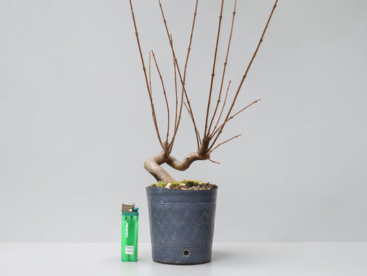 KAEDE (Arce Buergerianum)