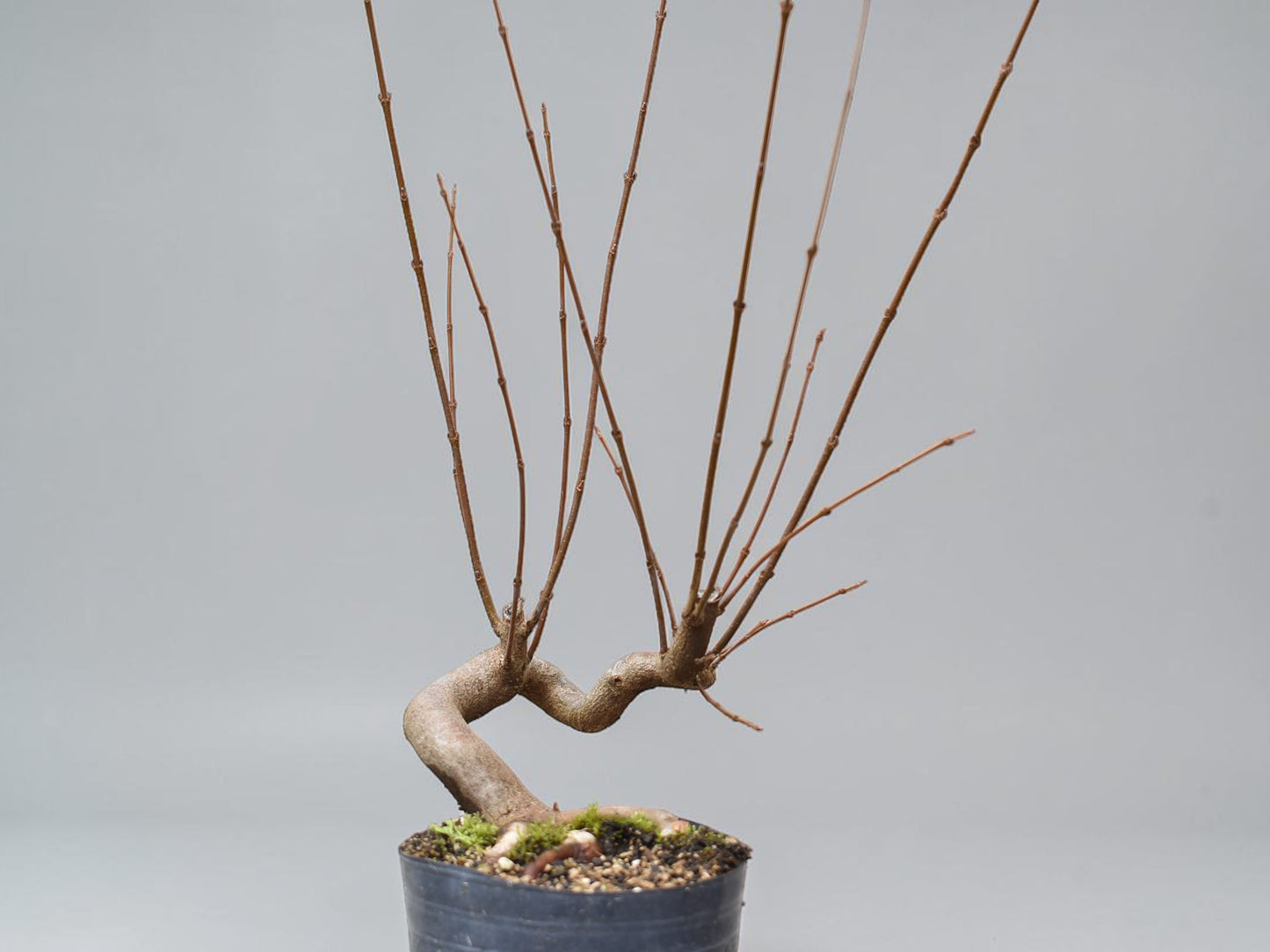 KAEDE (Arce Buergerianum)