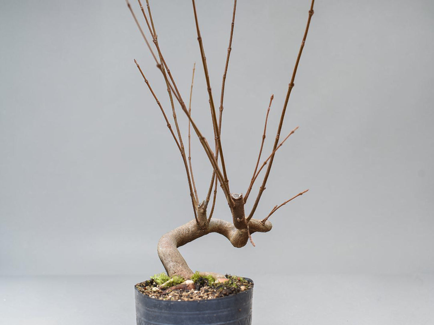 KAEDE (Arce Buergerianum)