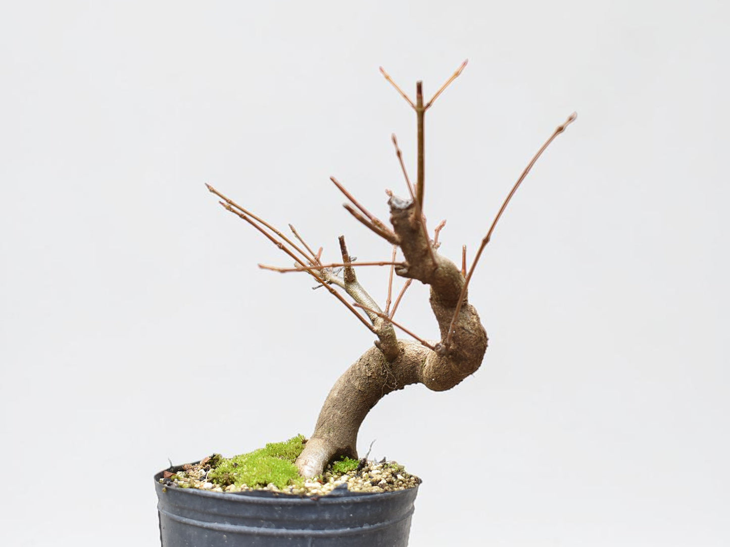 KAEDE (Arce Buergerianum)