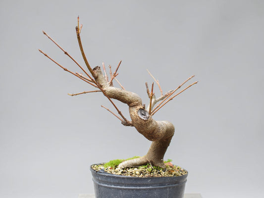 KAEDE (Arce Buergerianum)