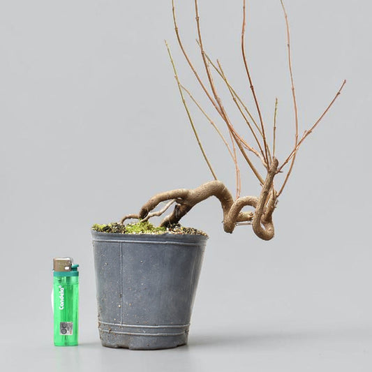 KAEDE (Arce Buergerianum)