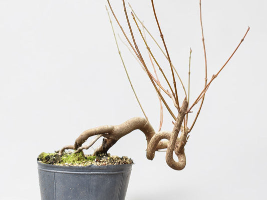 KAEDE (Arce Buergerianum)