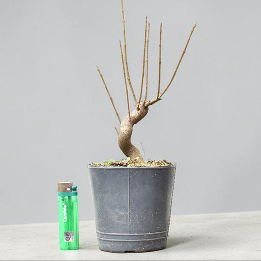 KAEDE (Arce Buergerianum)