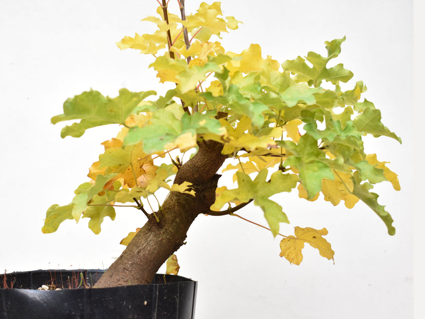 ARCE CAMPESTRE (Acer Campestris)