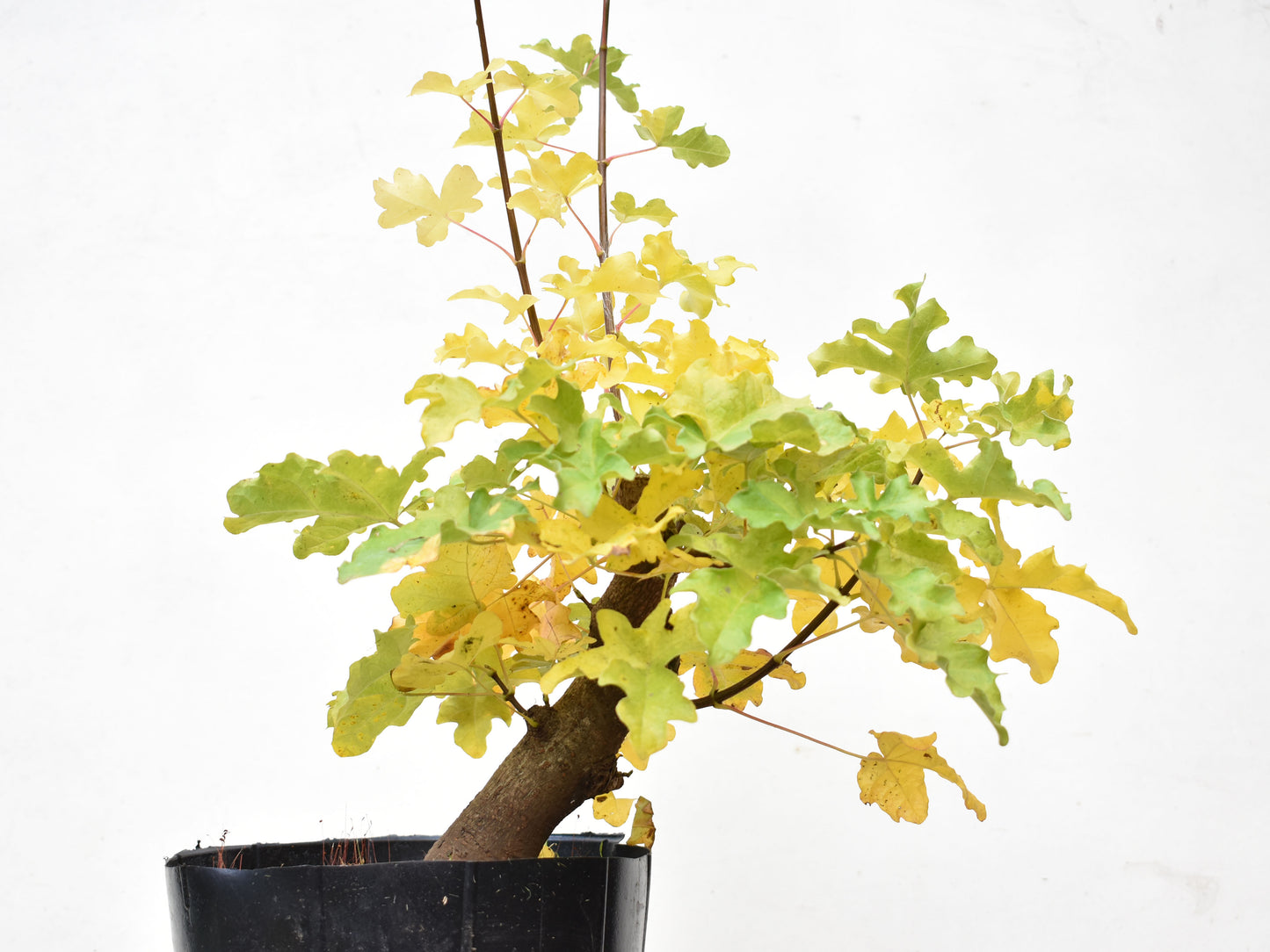 ARCE CAMPESTRE (Acer Campestris)