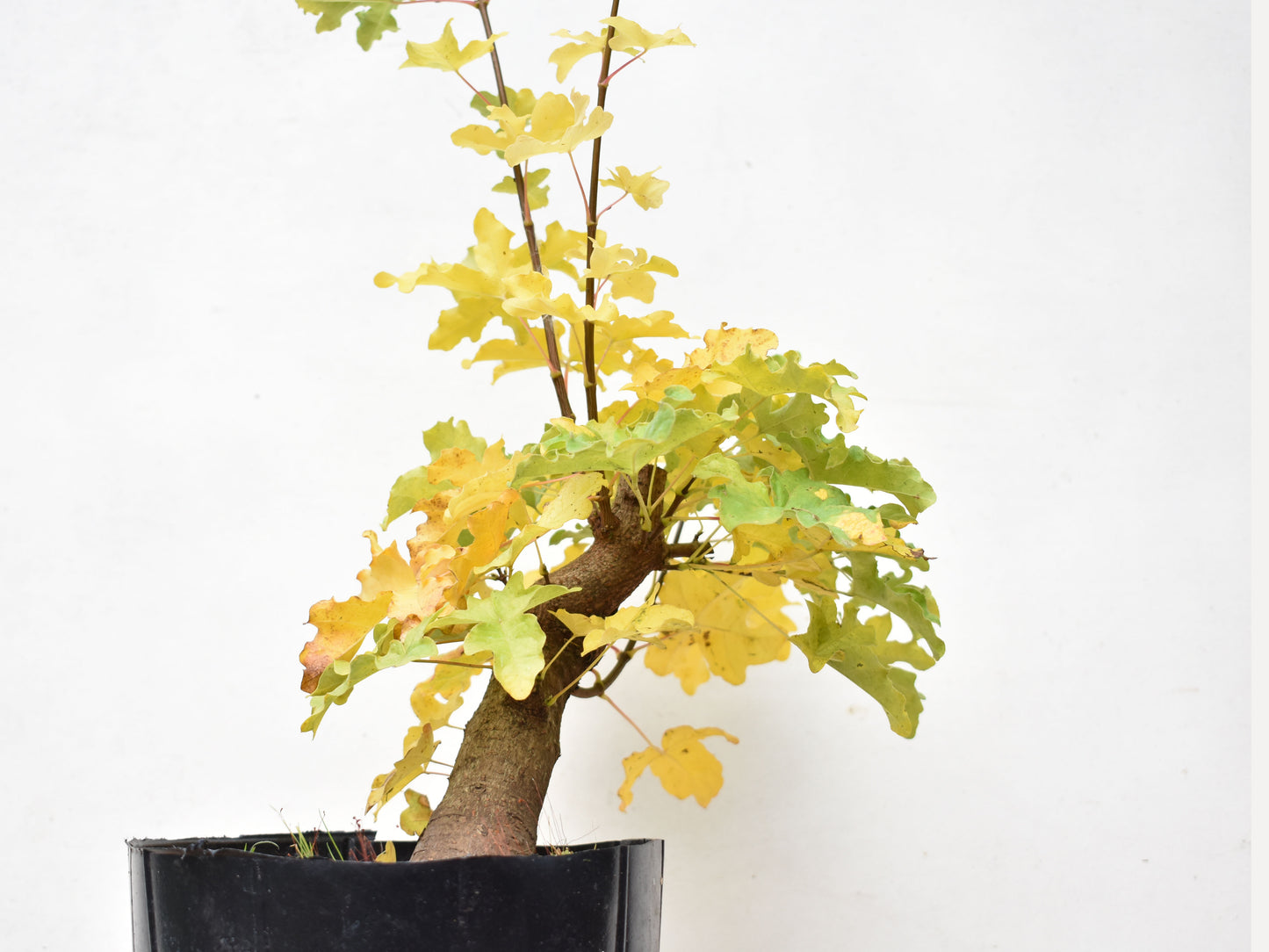 ARCE CAMPESTRE (Acer Campestris)