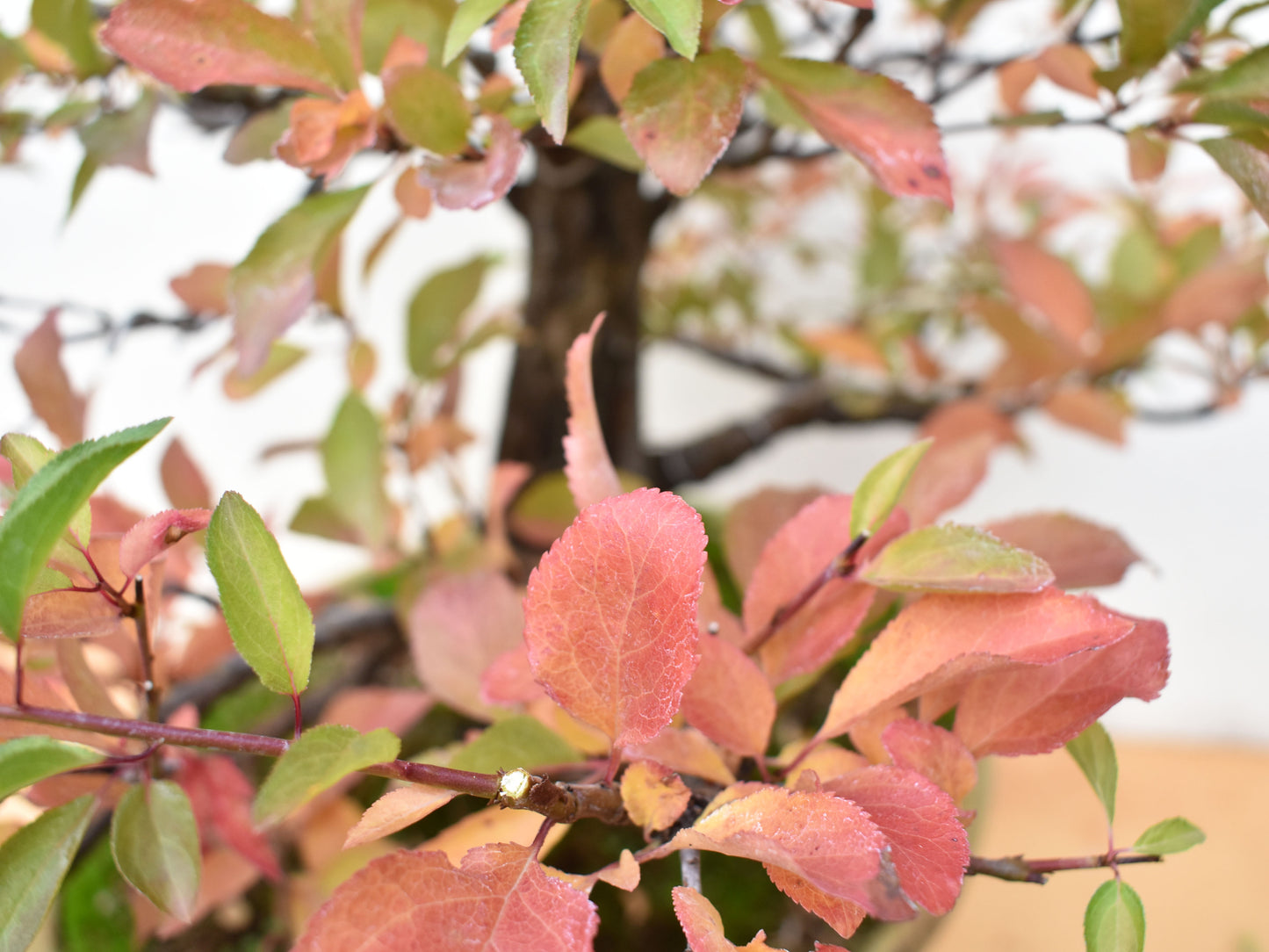 CIRUELO (Prunus Cerasifera)