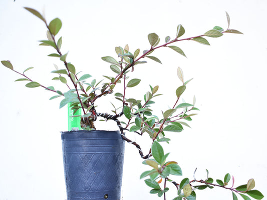 COTONEASTER (Cotoneaster Franchetti)