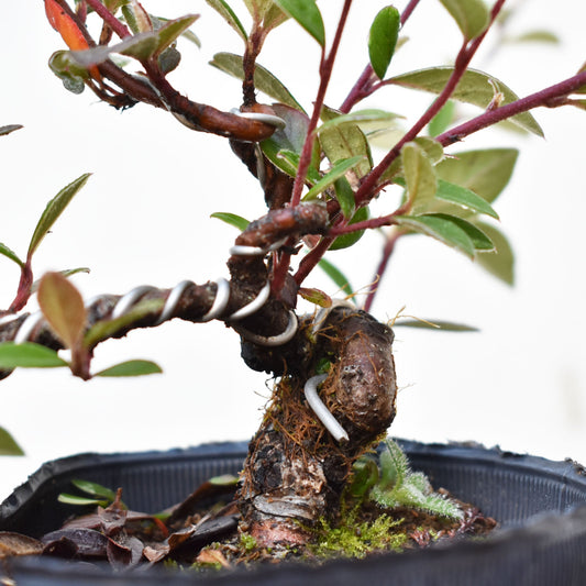 COTONEASTER (Cotoneaster Franchetti)