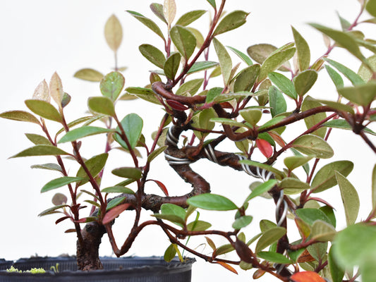 COTONEASTER (Cotoneaster Franchetti)