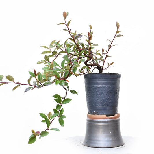 COTONEASTER (Cotoneaster Franchetti)