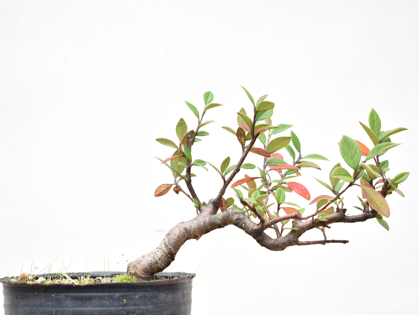 COTONEASTER (Cotoneaster Franchetti)