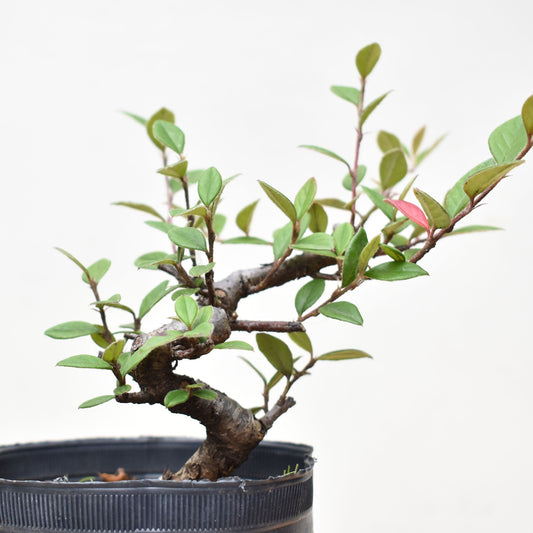 COTONEASTER (Cotoneaster Franchetti)