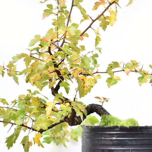 CRATAEGUS (Crataegus Phaenophylum)