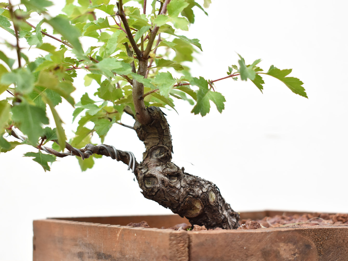 CRATAEGUS (Crataegus Phaenophylum)