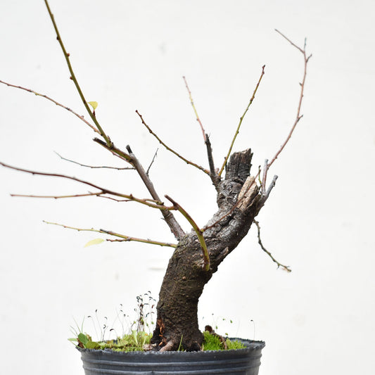 ENDRINO (Prunus Spinosa)