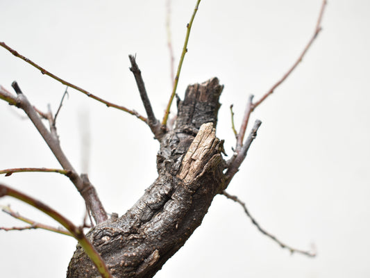ENDRINO (Prunus Spinosa)