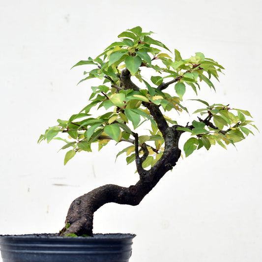 ENDRINO (Prunus Spinosa)