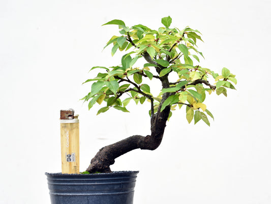 ENDRINO (Prunus Spinosa)
