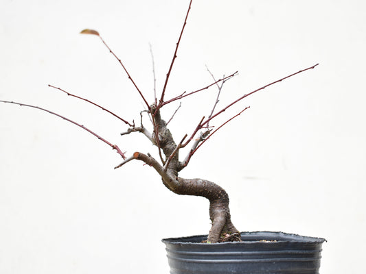 ENDRINO (Prunus Spinosa)