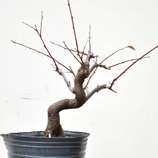 ENDRINO (Prunus Spinosa)