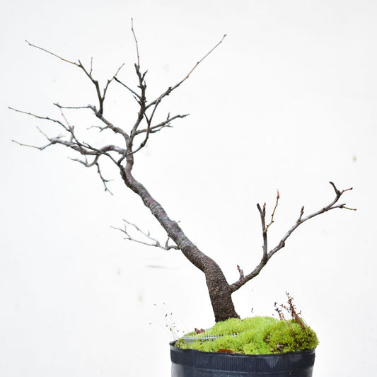 ENDRINO (Prunus Spinosa)