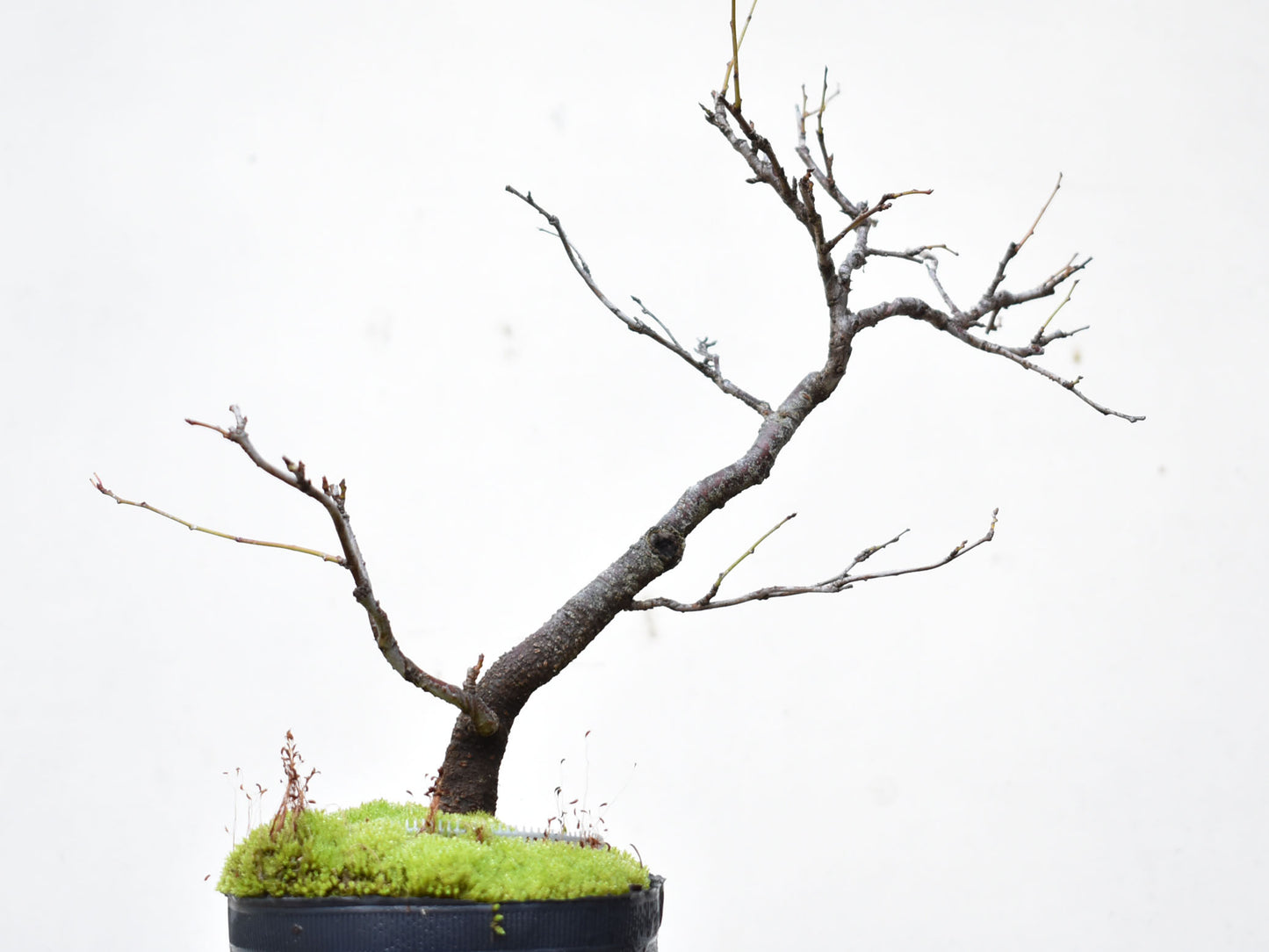 ENDRINO (Prunus Spinosa)