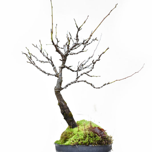 ENDRINO (Prunus Spinosa)