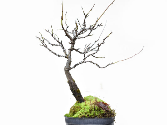 ENDRINO (Prunus Spinosa)