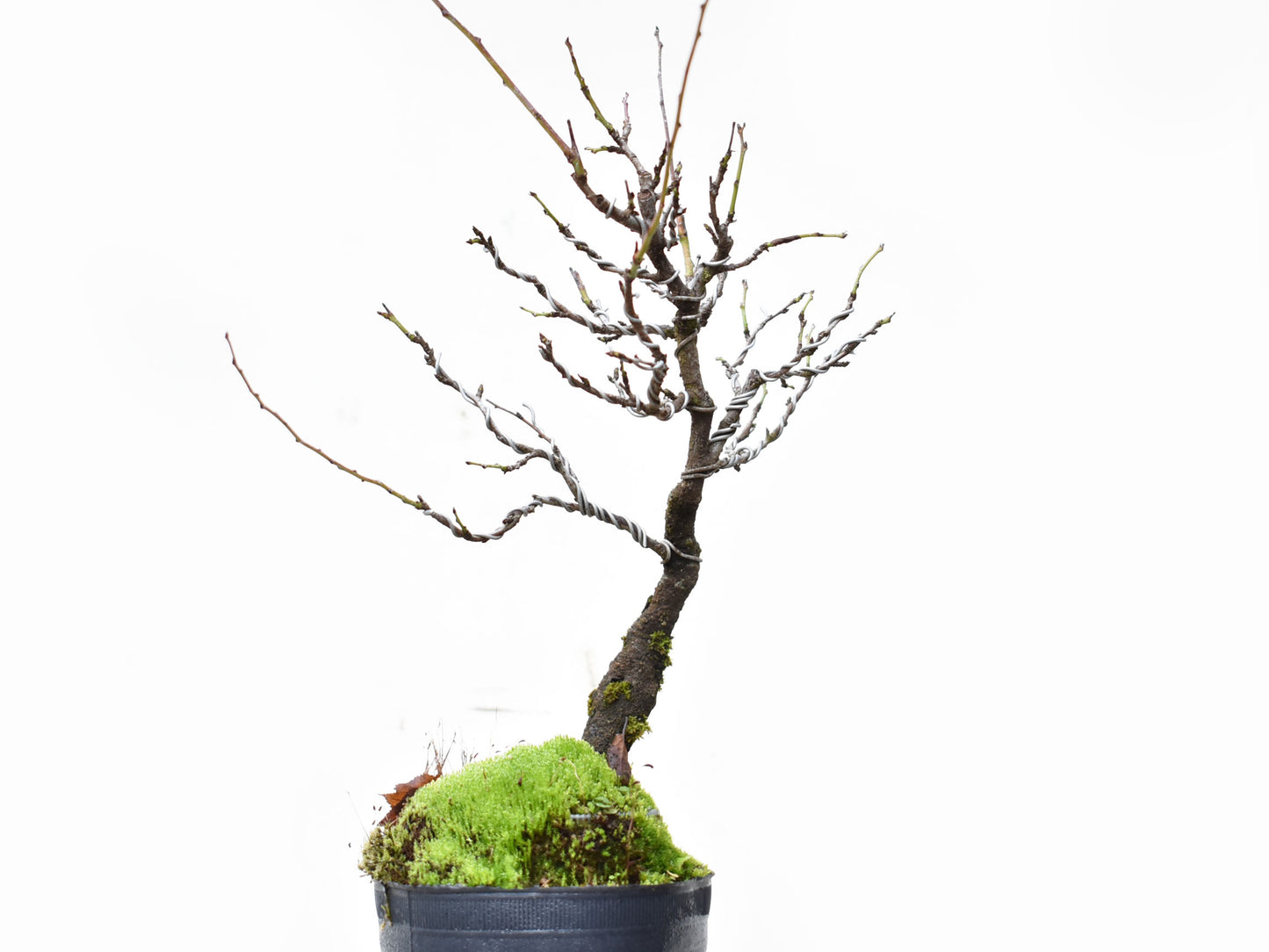 ENDRINO (Prunus Spinosa)