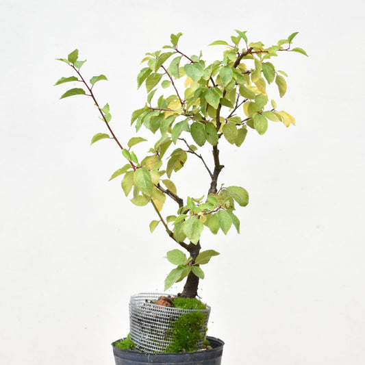 ENDRINO (Prunus Spinosa)