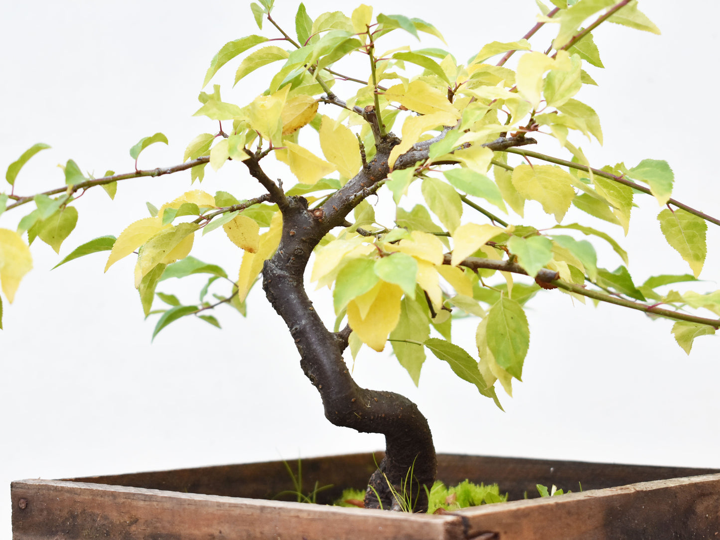 ENDRINO (Prunus Spinosa)