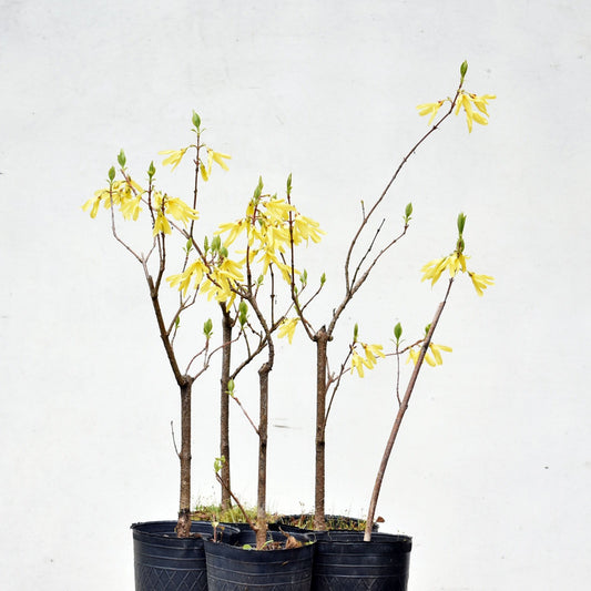 PLANTINES de FORSYTHIA