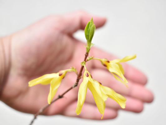 PLANTINES de FORSYTHIA