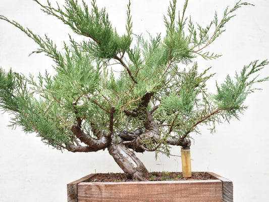 ENEBRO (Juniperus )