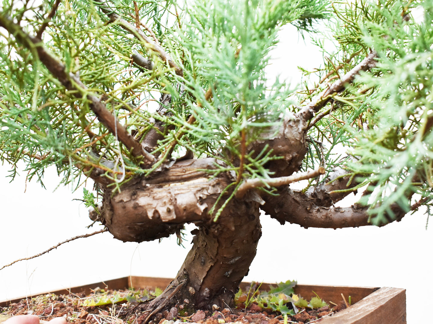 ENEBRO (Juniperus )