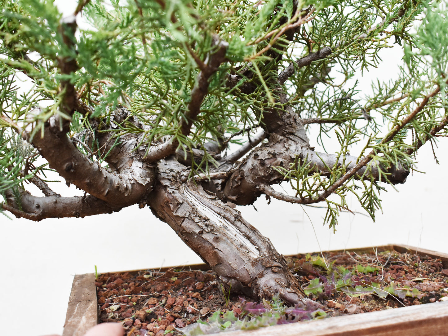 ENEBRO (Juniperus )