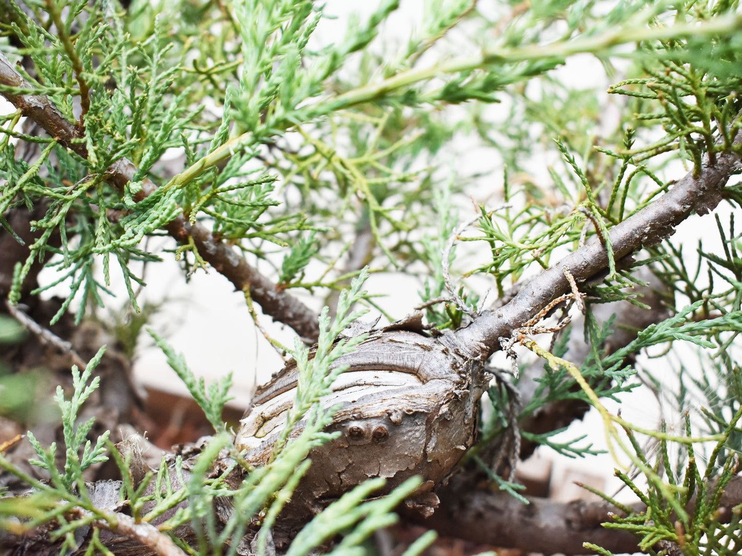 ENEBRO (Juniperus )